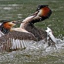 FVCW (19)-Seiler-Max